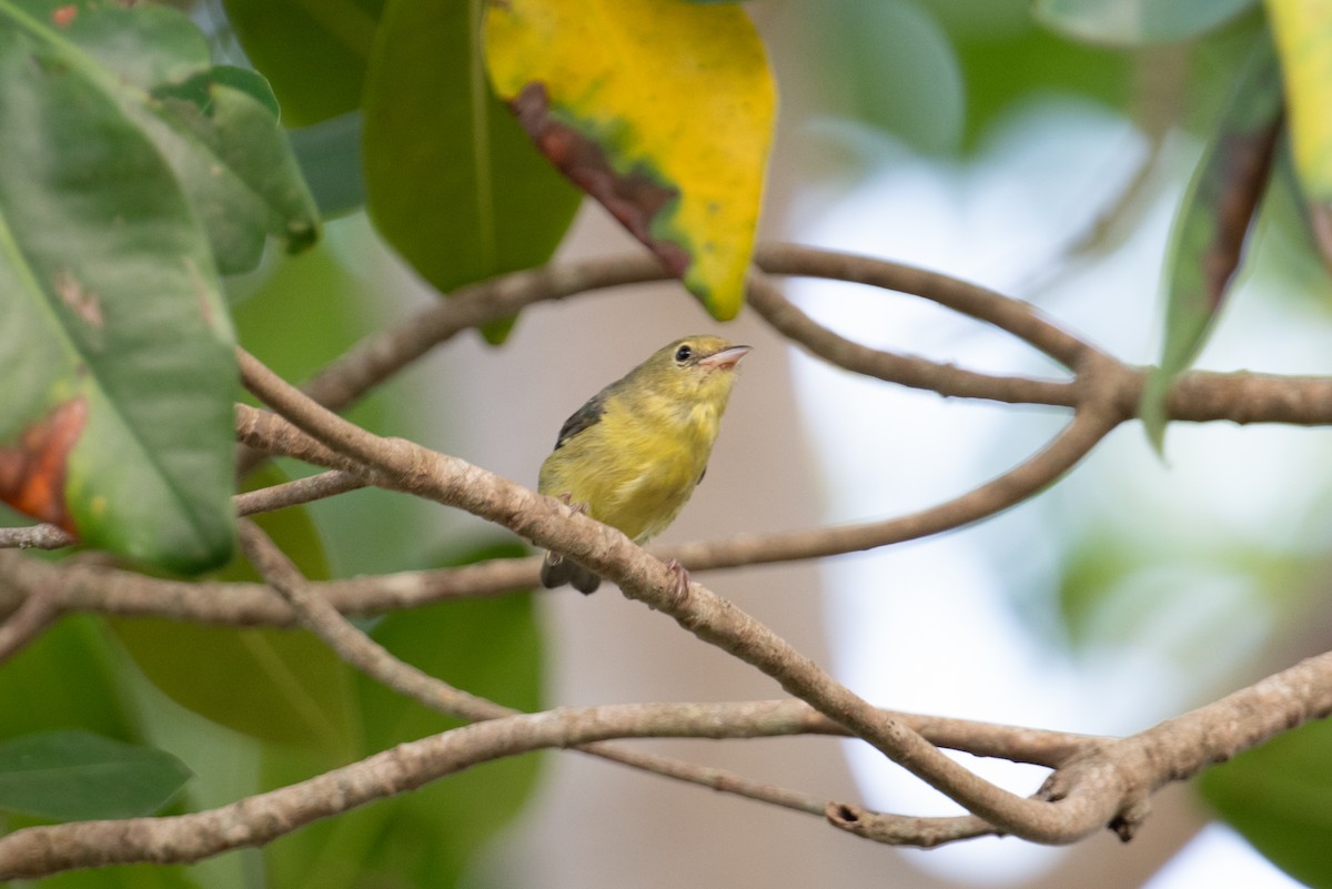 Bicolored Conebill - John C. Mittermeier