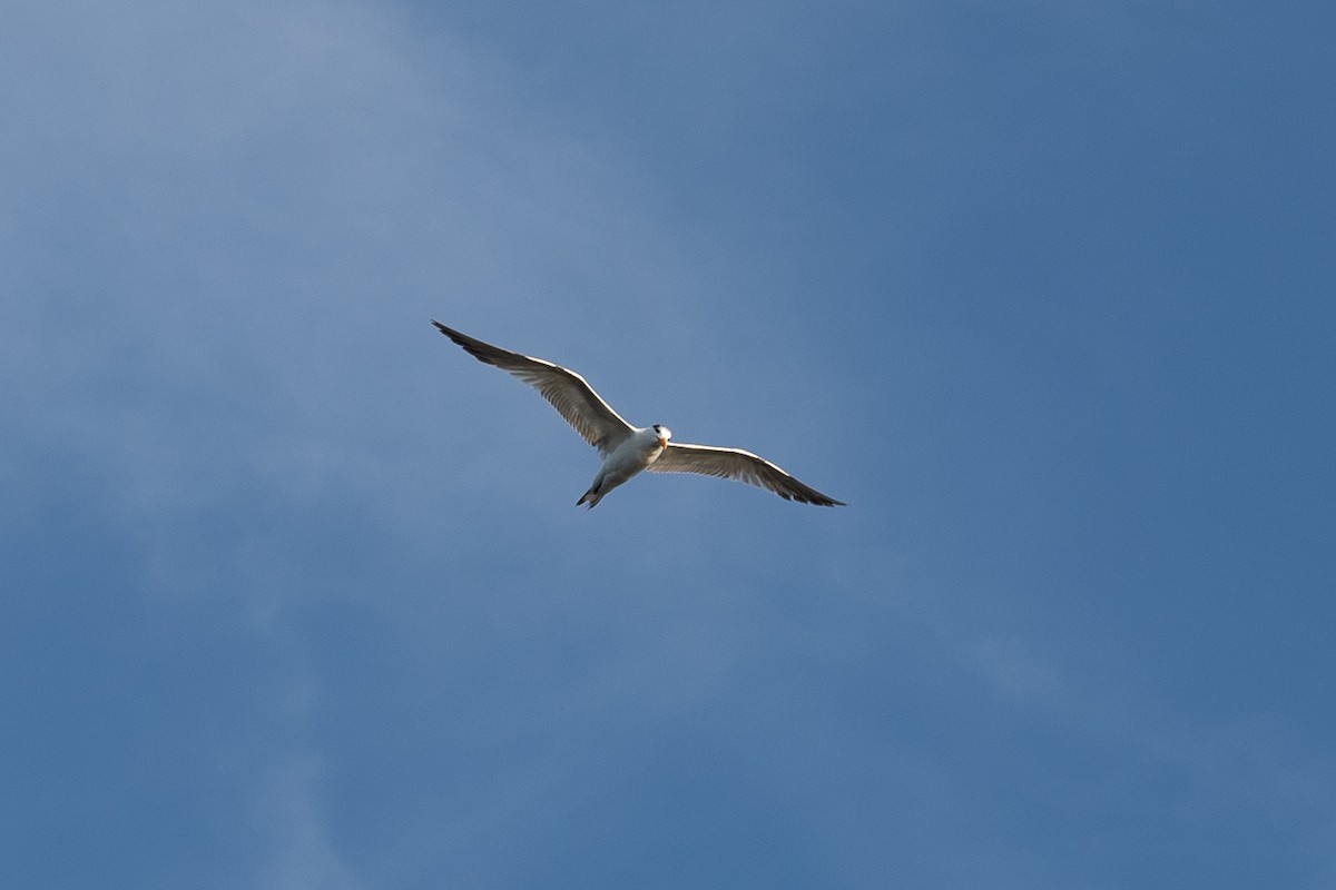 Elegant Tern - Luciano Siviter