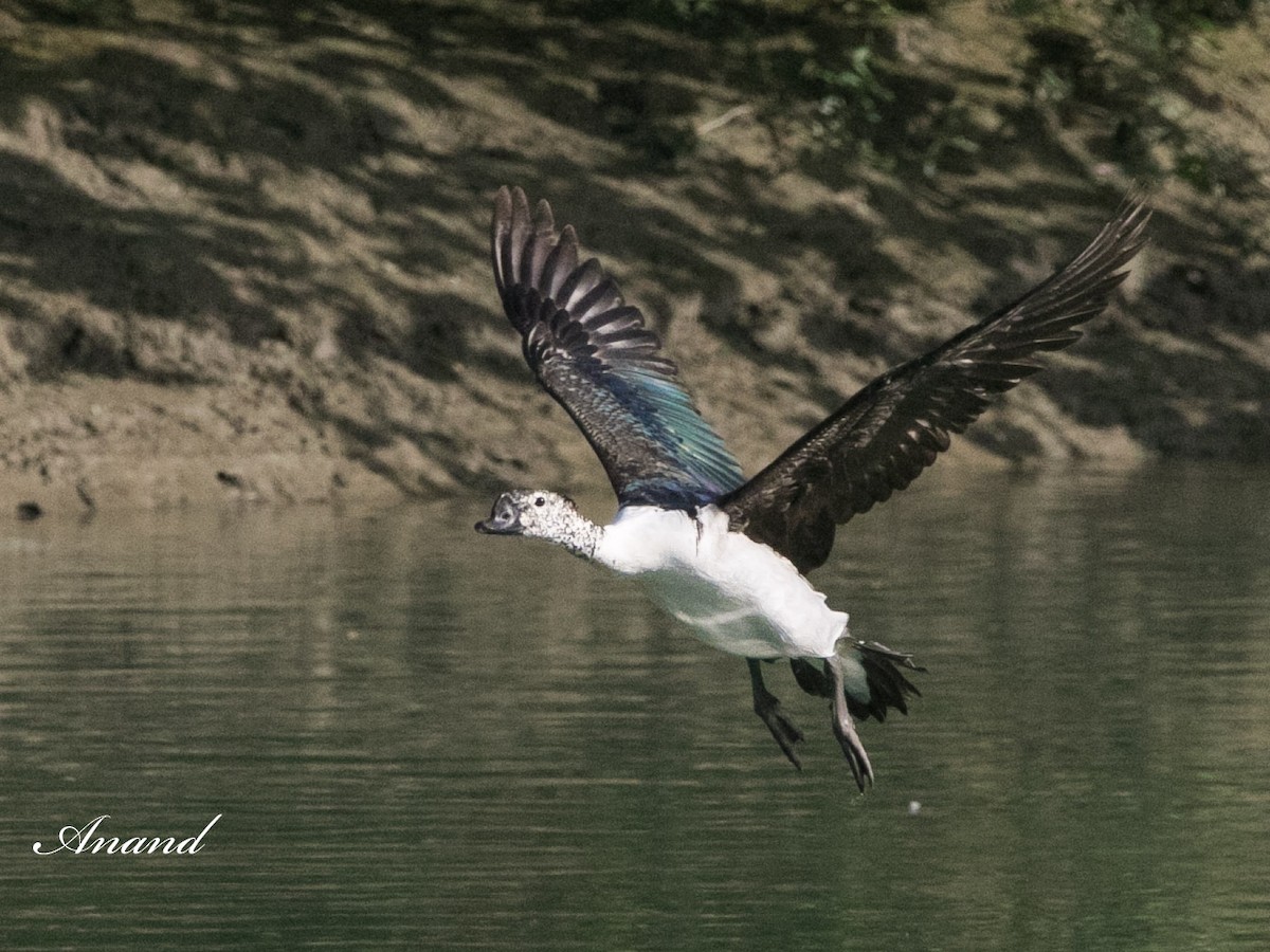 Knob-billed Duck - ML616901064