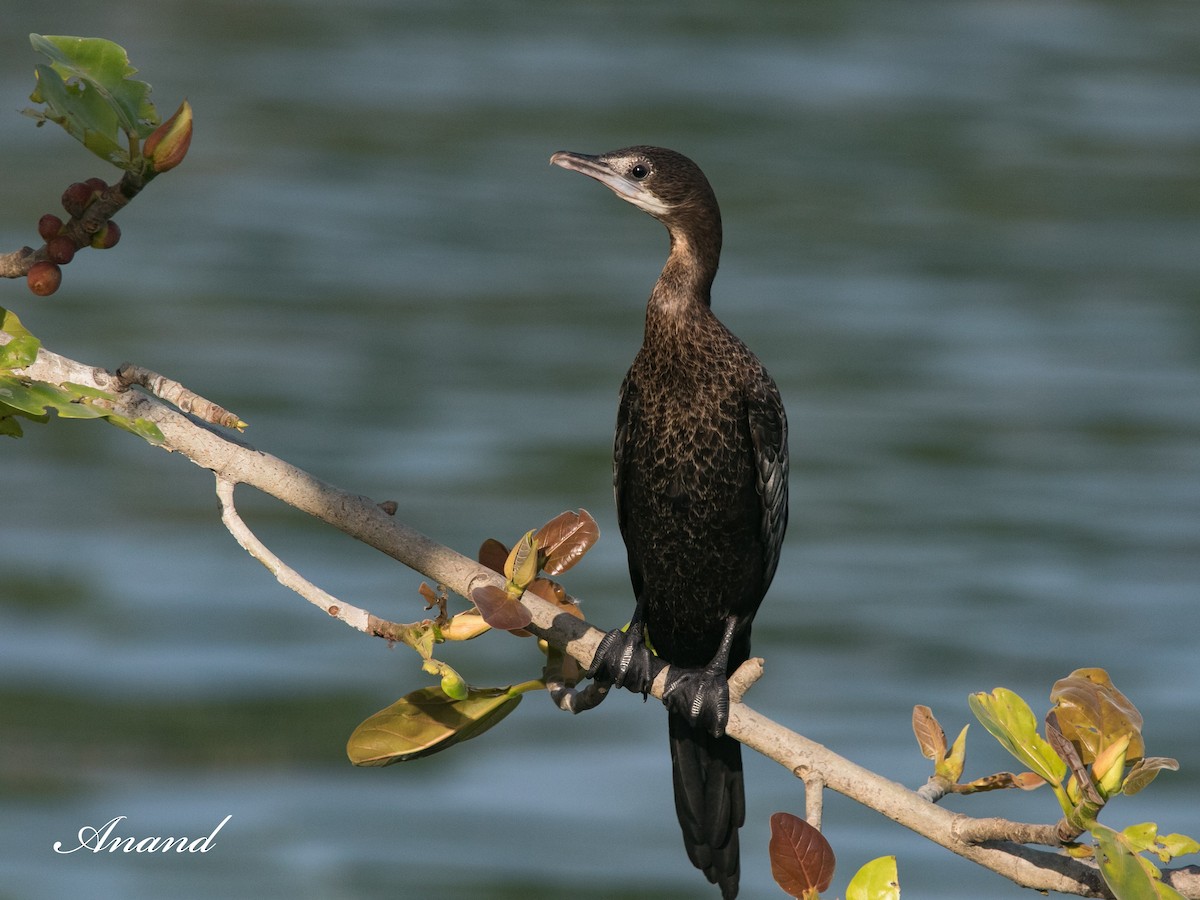 Little Cormorant - ML616901092