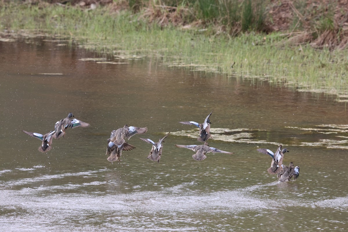 Blue-winged Teal - ML616901139