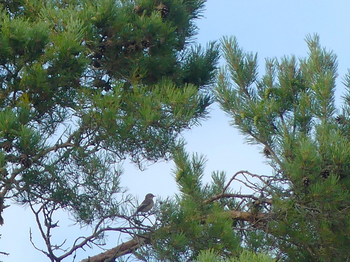 European Pied Flycatcher - ML616901148