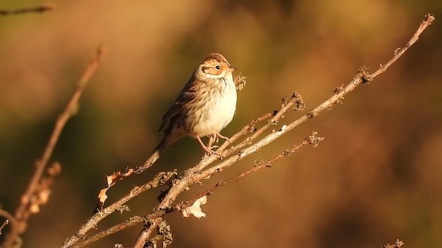 Little Bunting - ML616901183