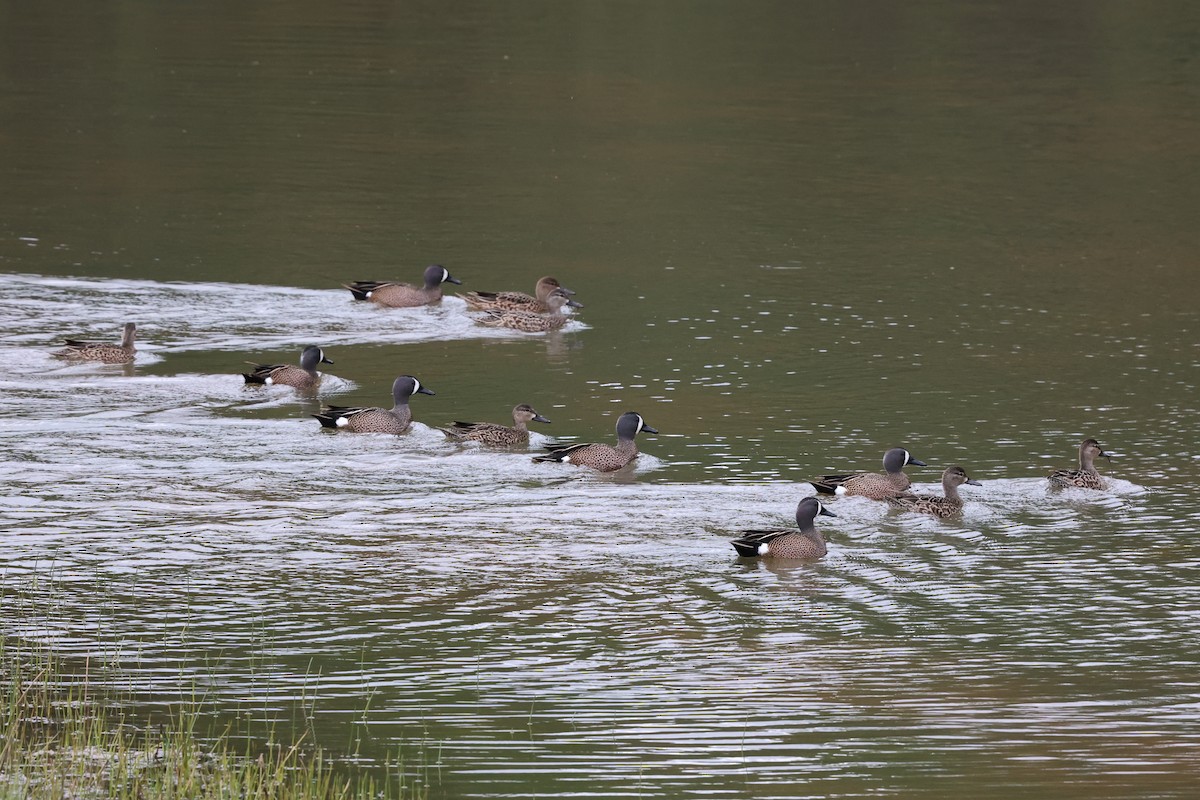 Blue-winged Teal - ML616901187