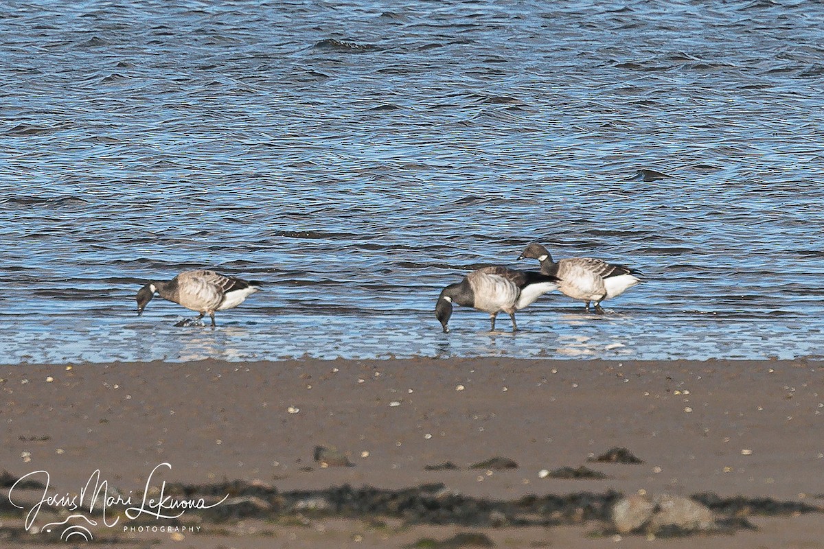 Bernache cravant - ML616901230