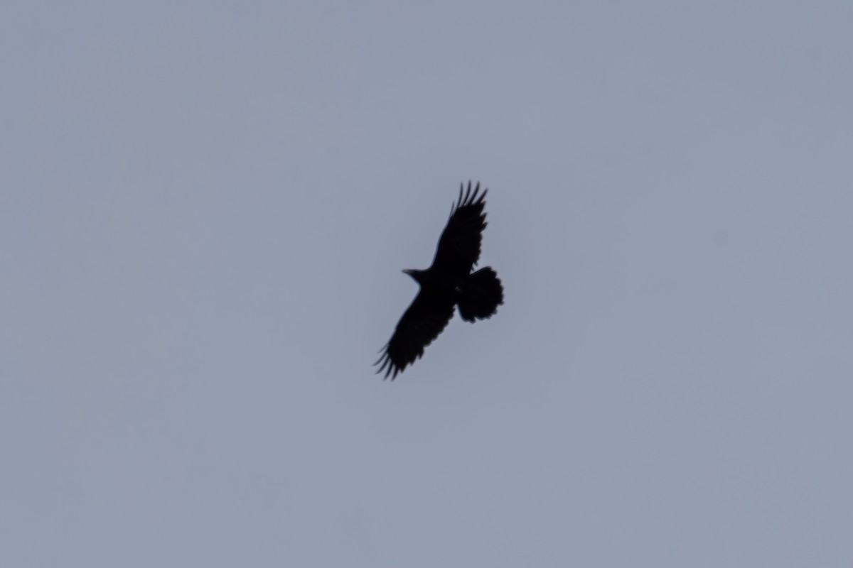 Common Raven - ML616901244
