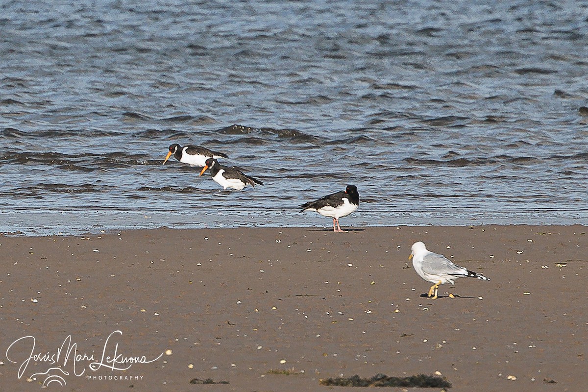 Eurasian Oystercatcher - Jesús Mari Lekuona Sánchez