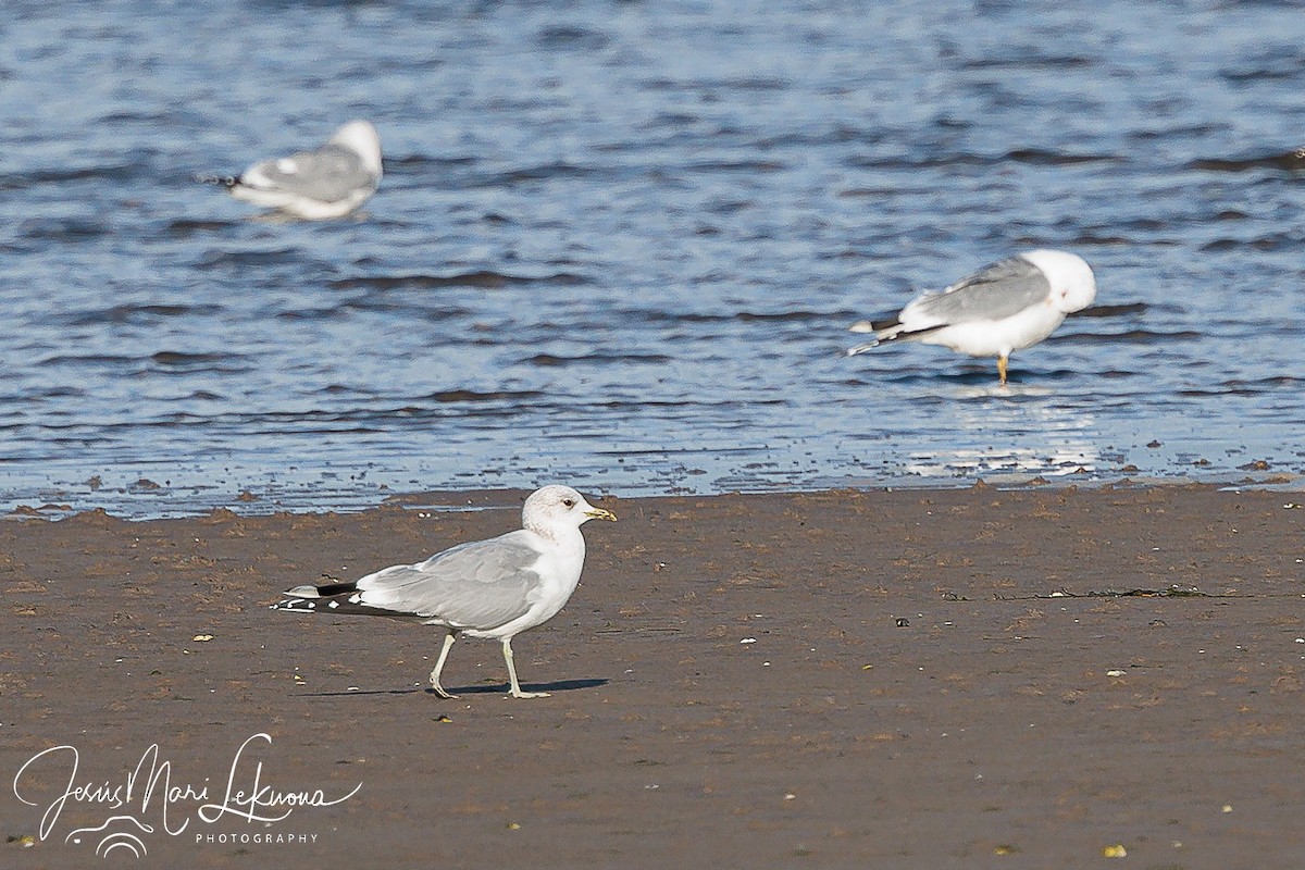 Common Gull - Jesús Mari Lekuona Sánchez