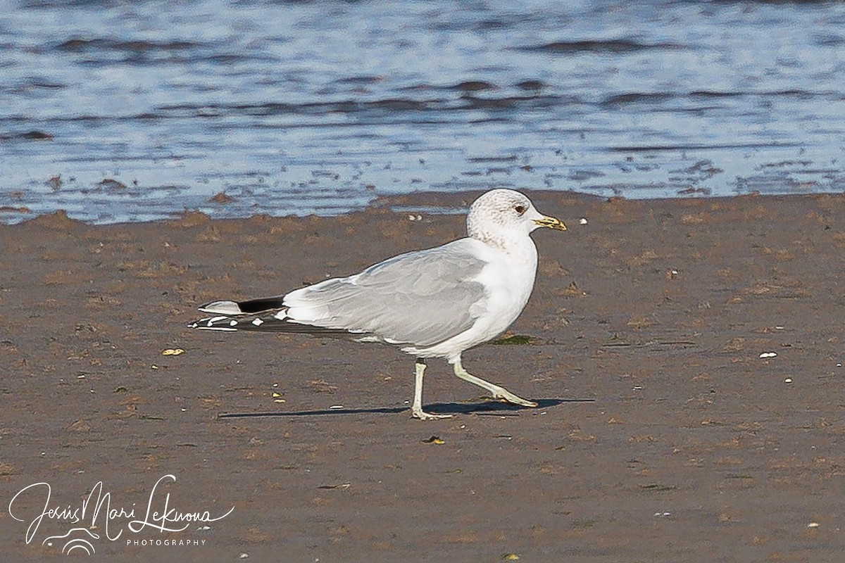 Goéland cendré - ML616901275