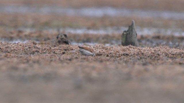 Reed Bunting - ML616901281