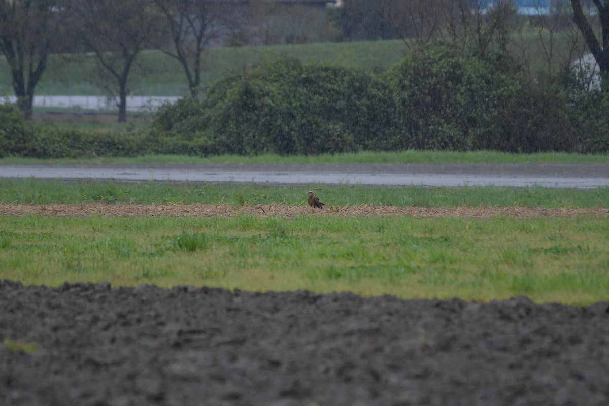 Western Marsh Harrier - ML616901287