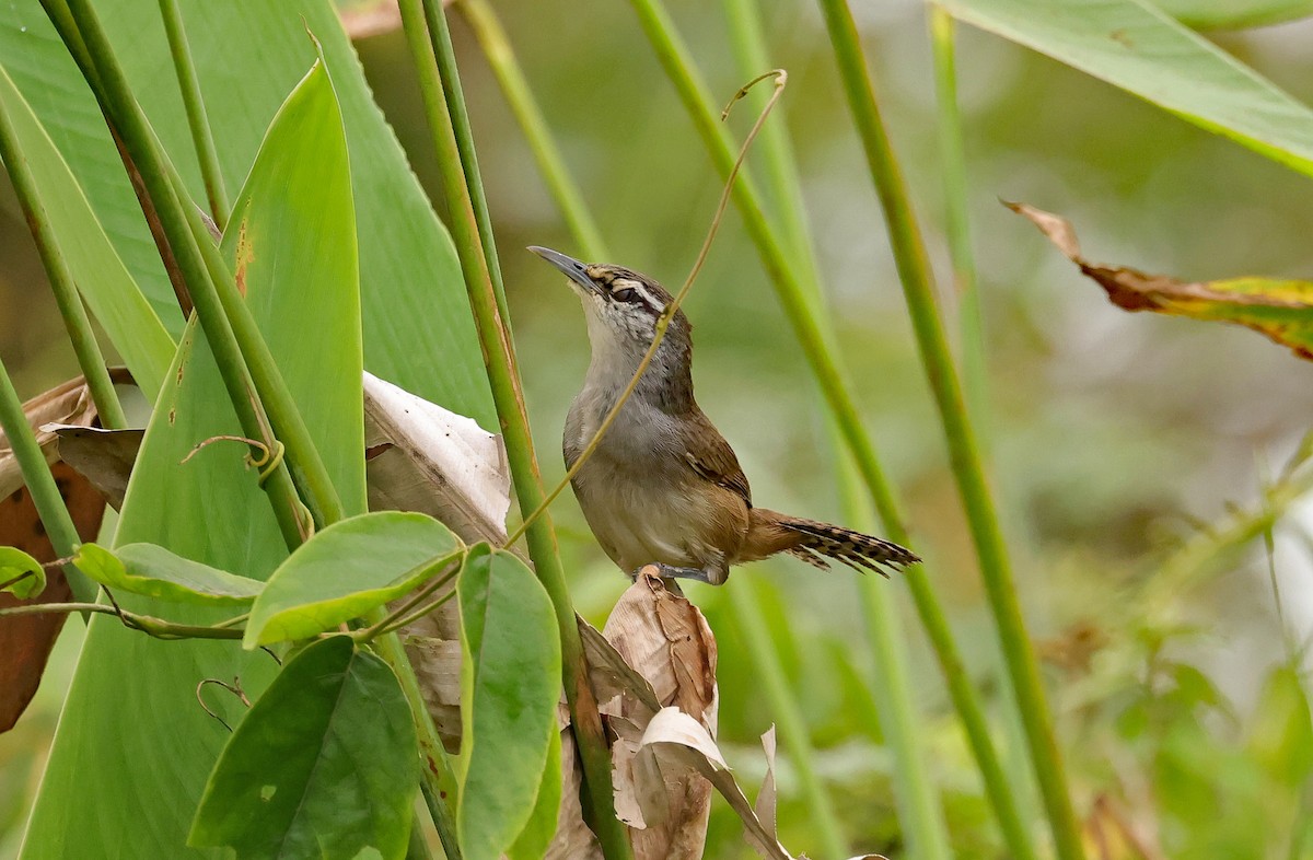 Canebrake Wren - ML616901288