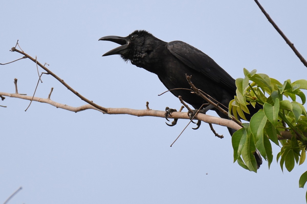 Large-billed Crow - ML616901293