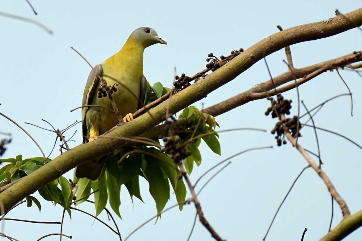 Yellow-footed Green-Pigeon - ML616901304