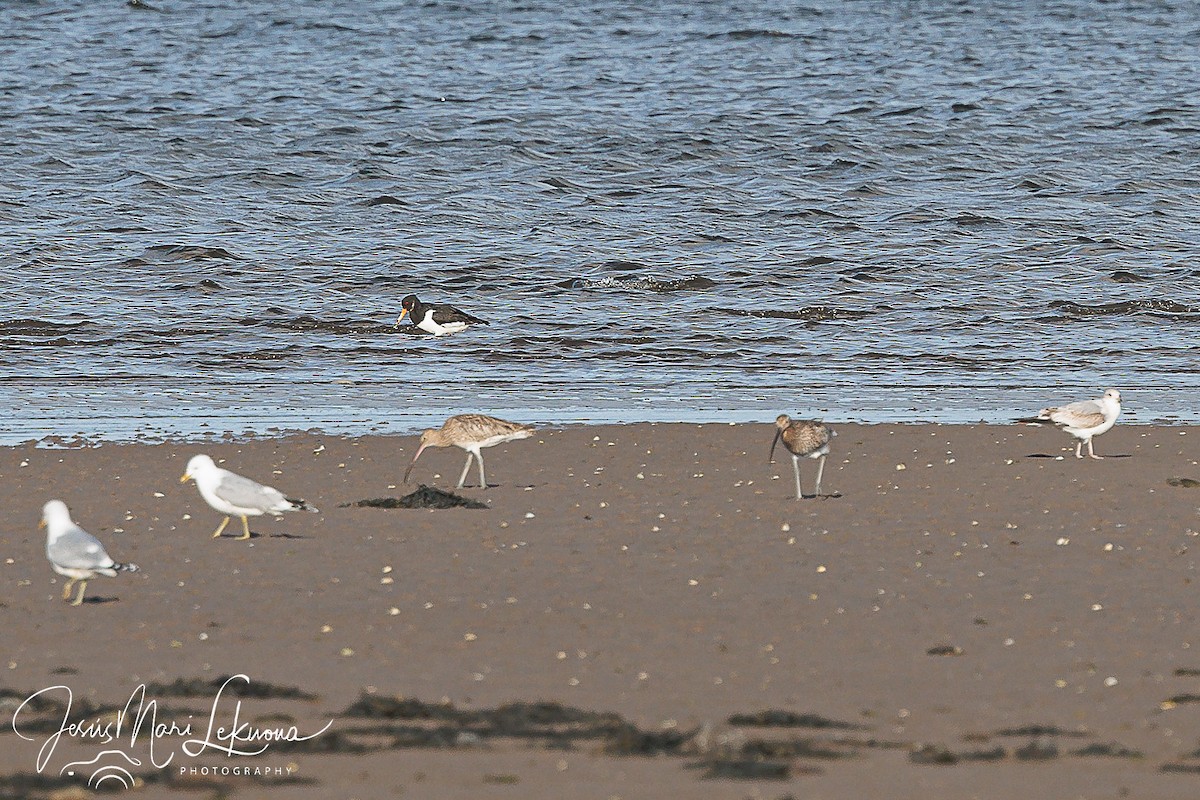 Courlis cendré - ML616901319