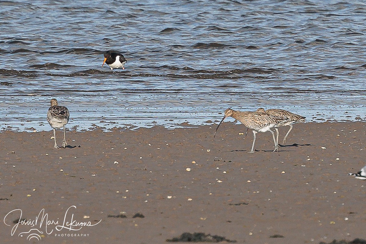 Eurasian Curlew - ML616901320