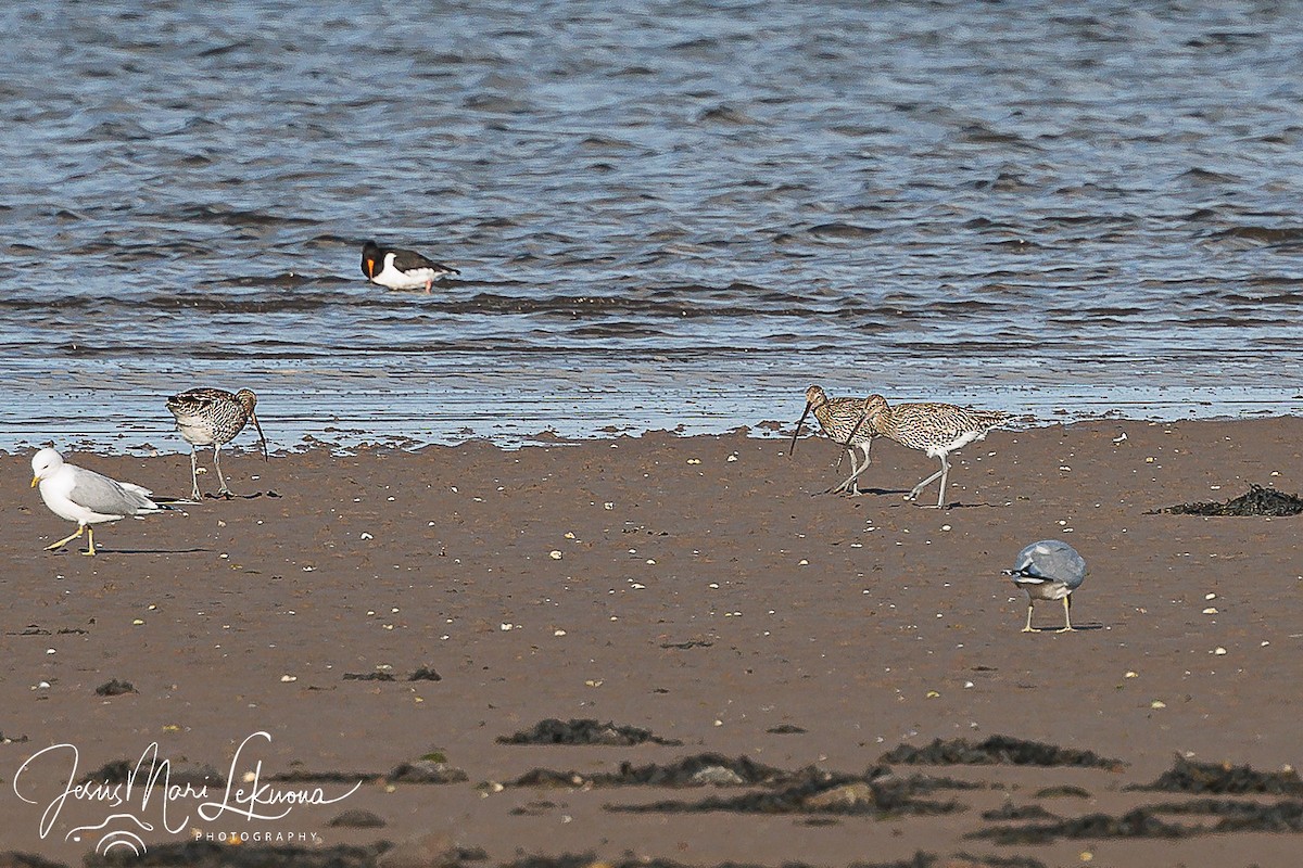 Courlis cendré - ML616901321