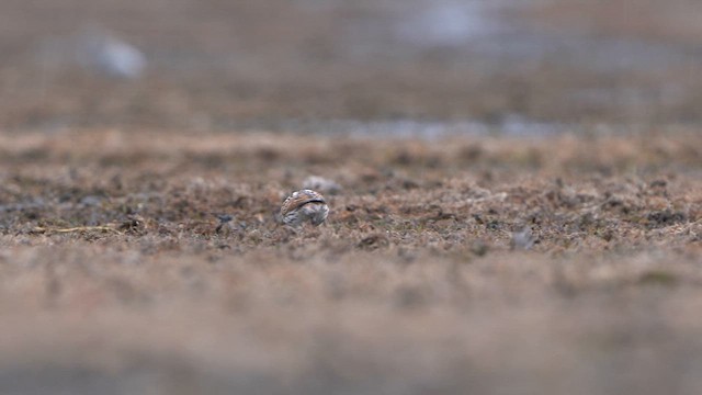 Reed Bunting - ML616901345