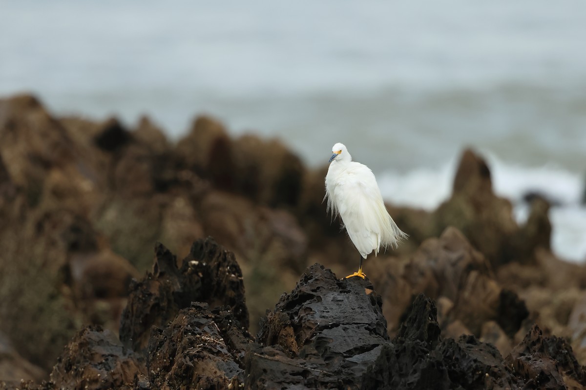 Snowy Egret - ML616901358