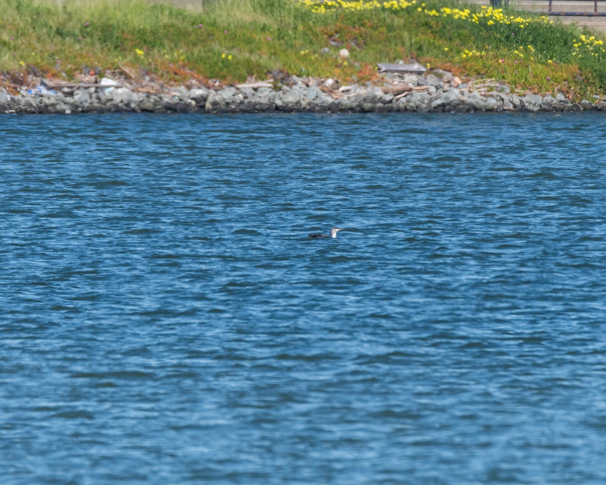 Red-throated Loon - ML616901363