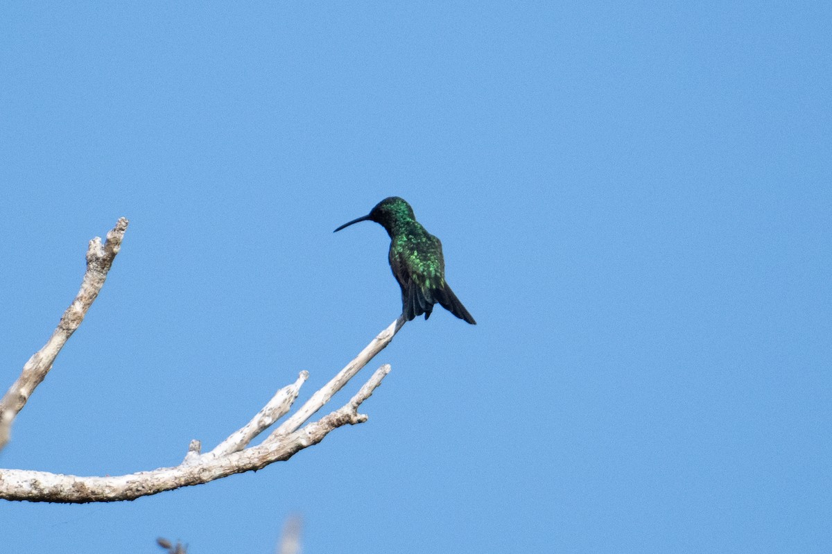 Sapphire-throated Hummingbird - John C. Mittermeier