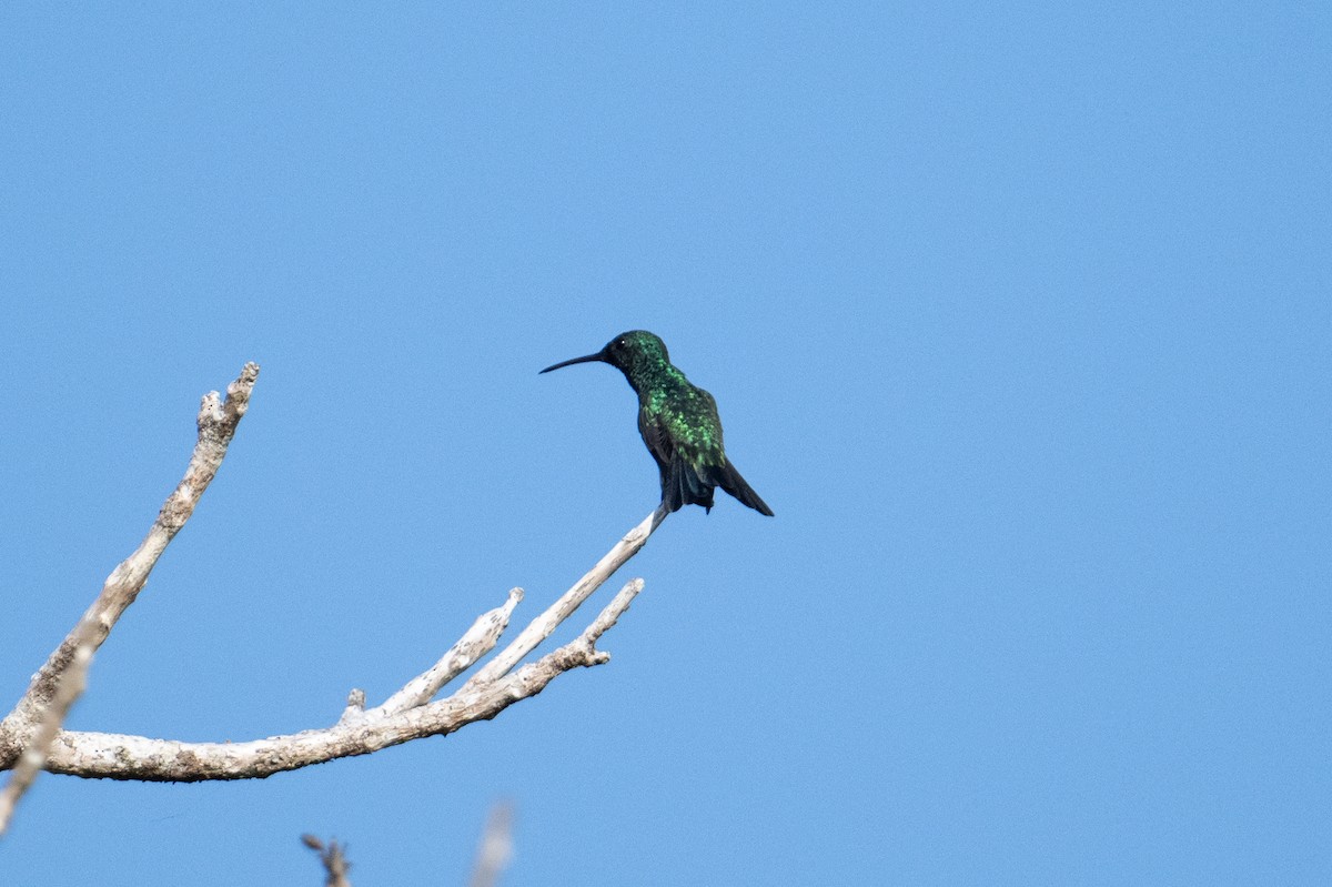 Sapphire-throated Hummingbird - ML616901388