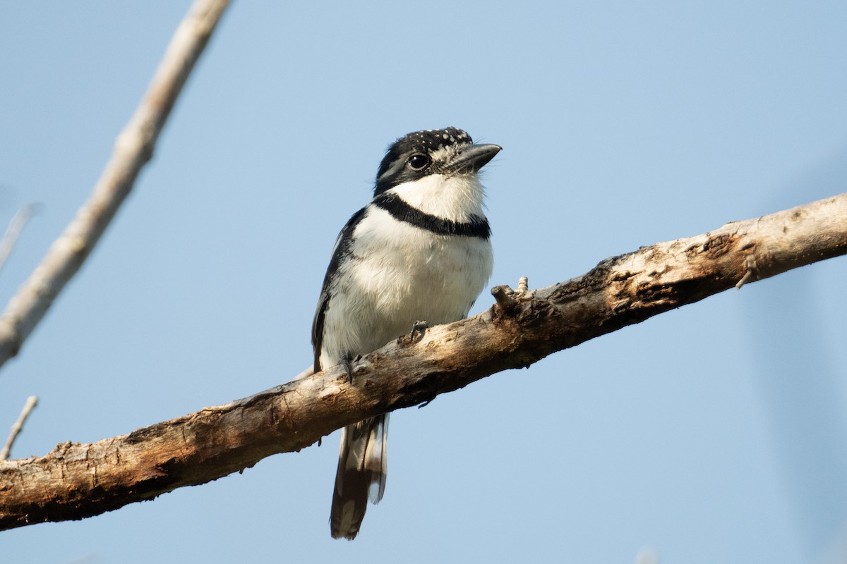 Pied Puffbird - John C. Mittermeier