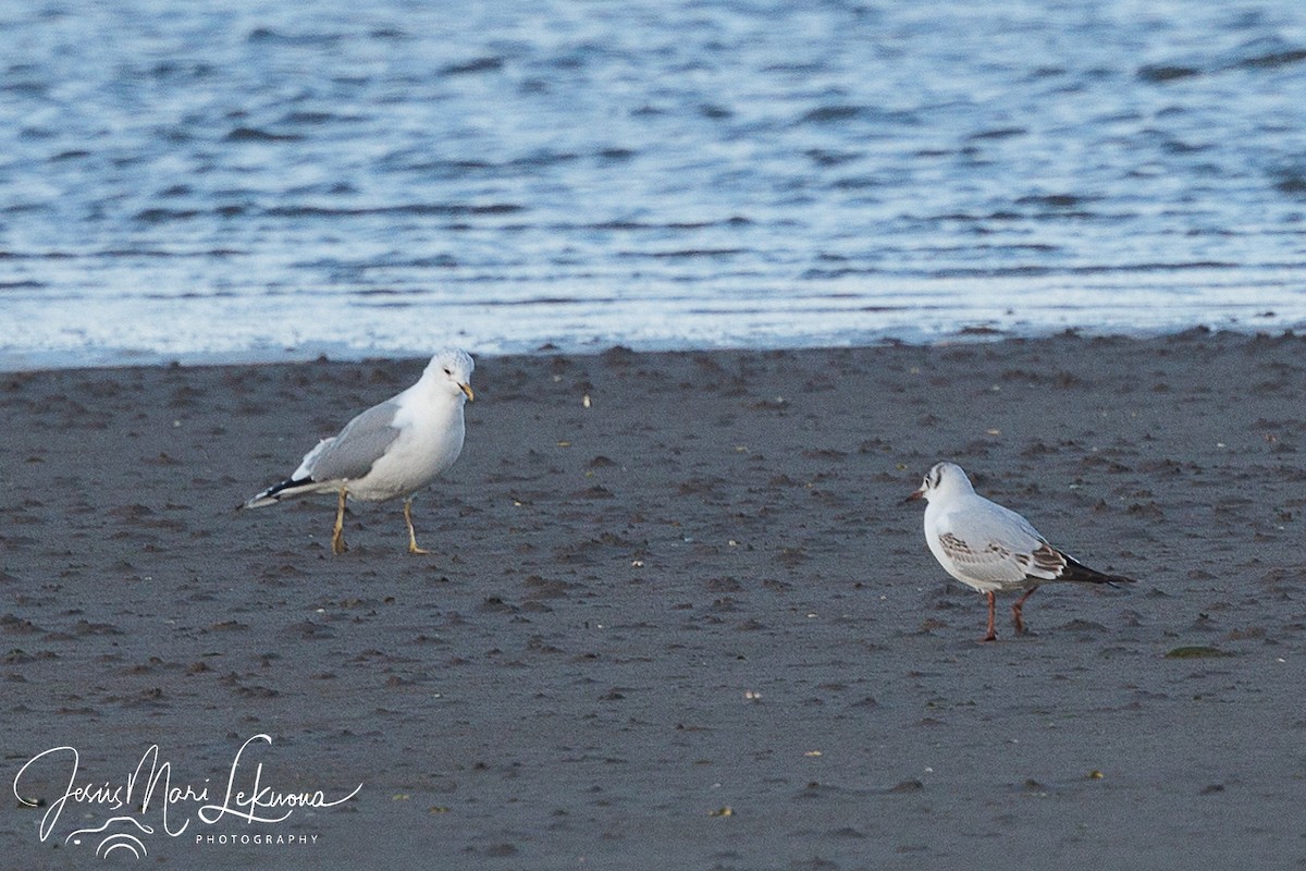 Mouette rieuse - ML616901397