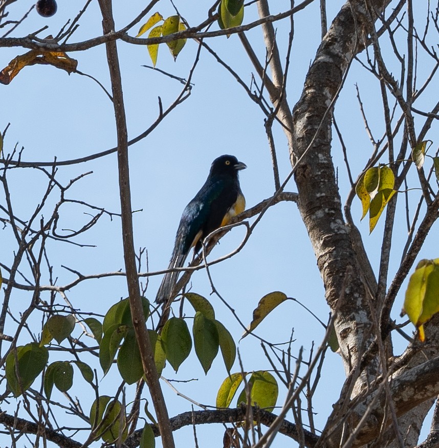 Citreoline Trogon - Luciano Siviter