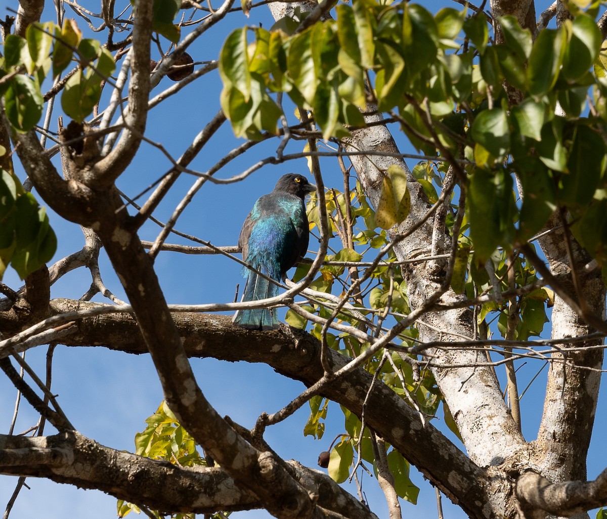 Citreoline Trogon - Luciano Siviter