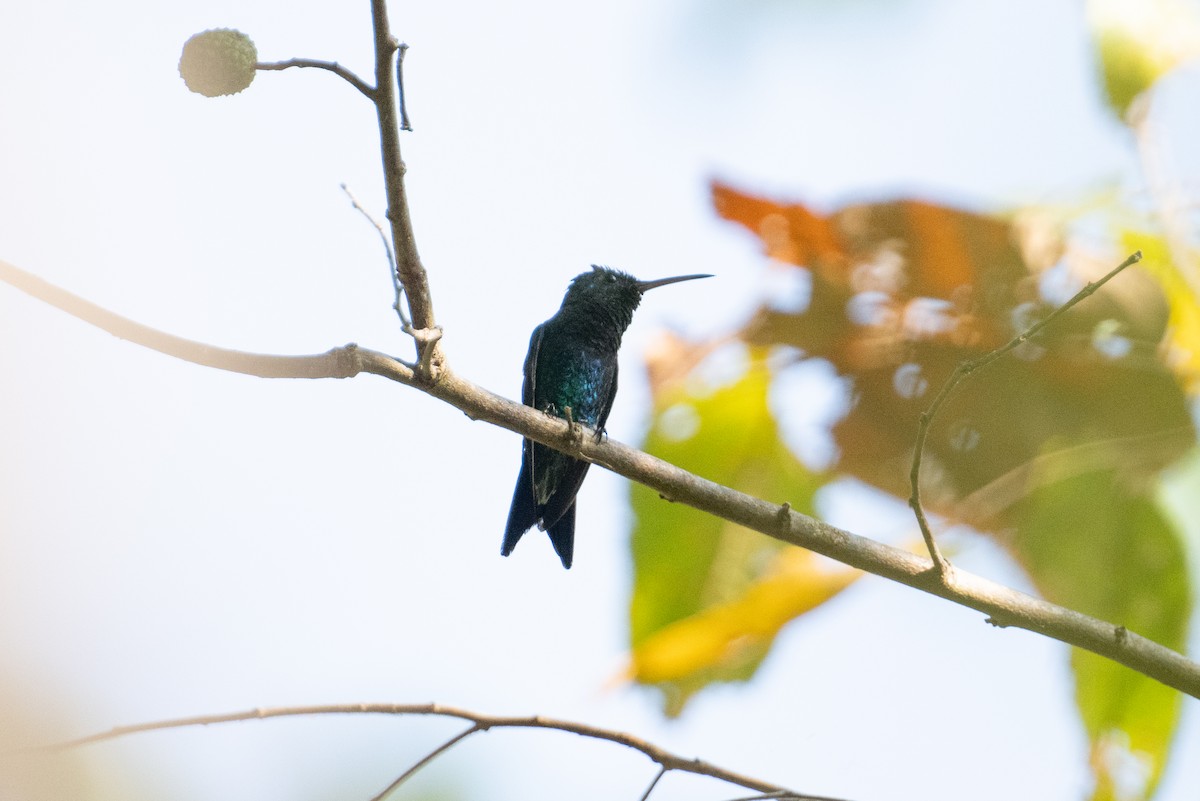 Sapphire-throated Hummingbird - ML616901432