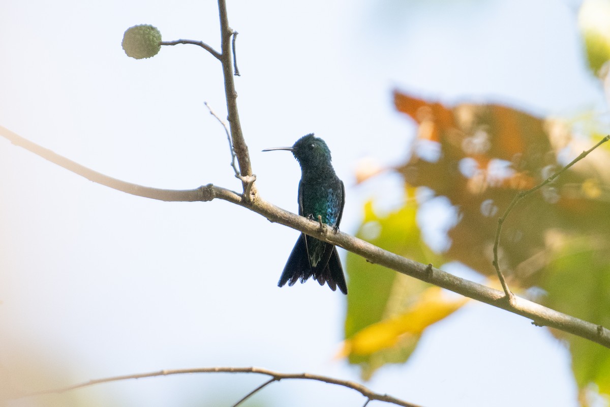 Sapphire-throated Hummingbird - John C. Mittermeier