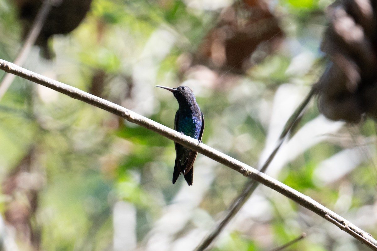 Sapphire-throated Hummingbird - ML616901434