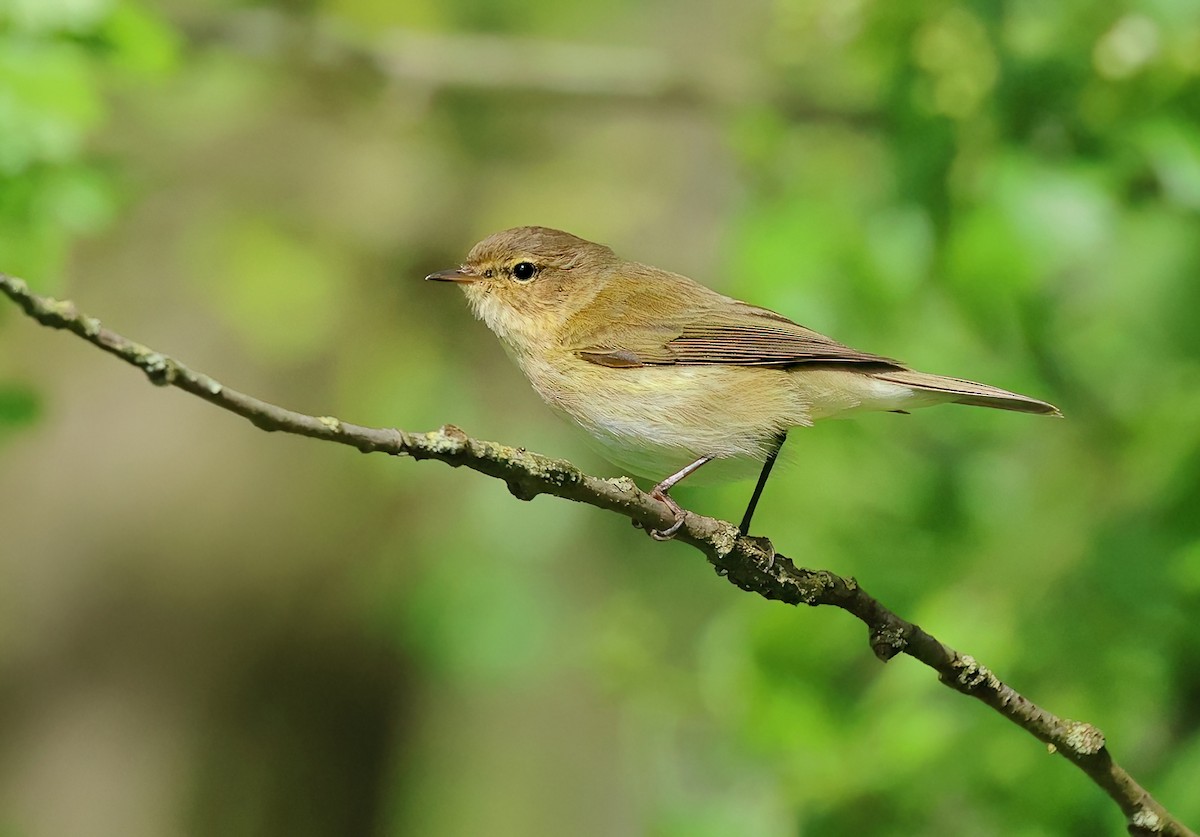 Common Chiffchaff - ML616901435