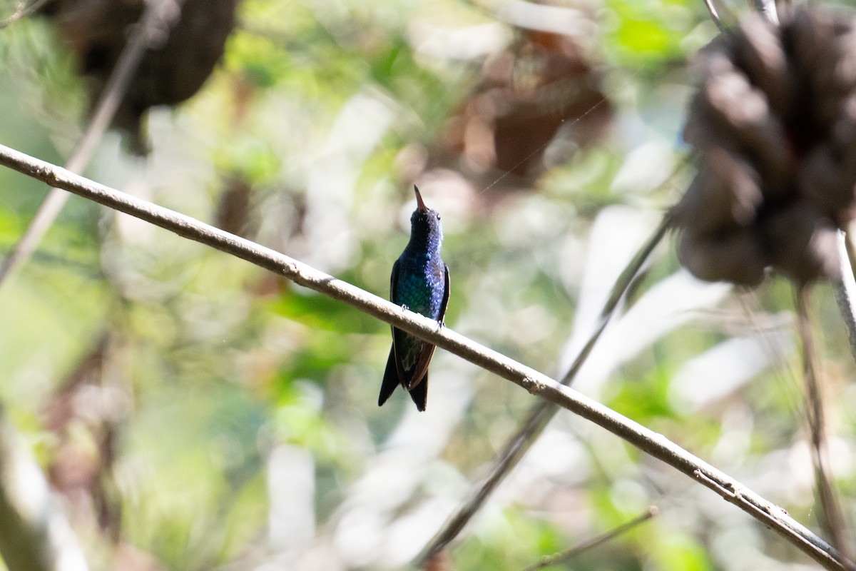 Sapphire-throated Hummingbird - ML616901437