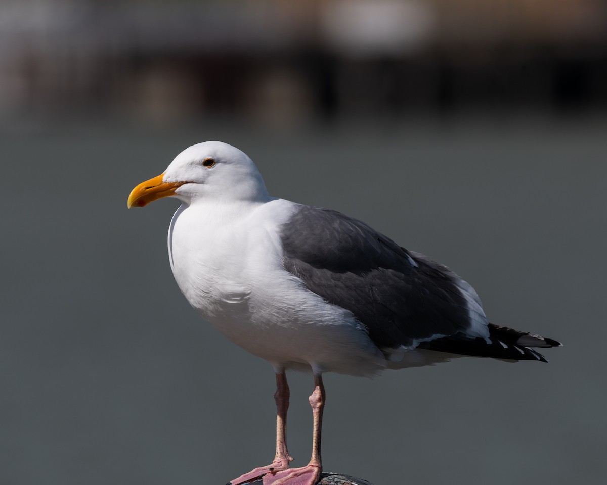 Western Gull - ML616901438