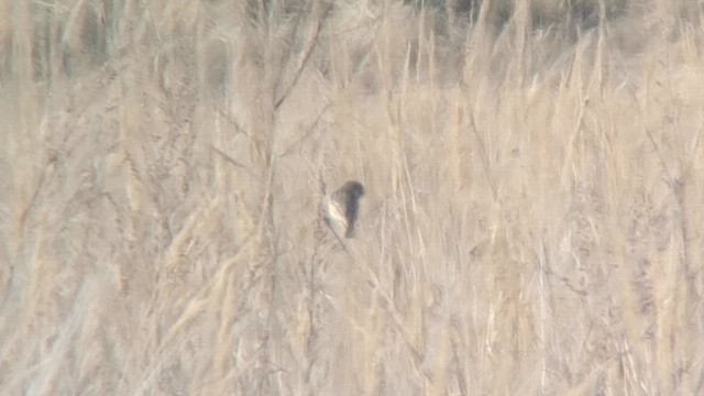 European Stonechat - ML616901441