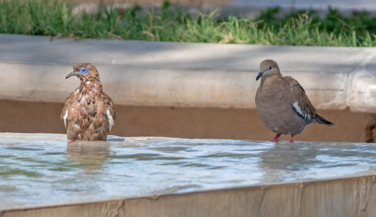 West Peruvian Dove - ML616901463