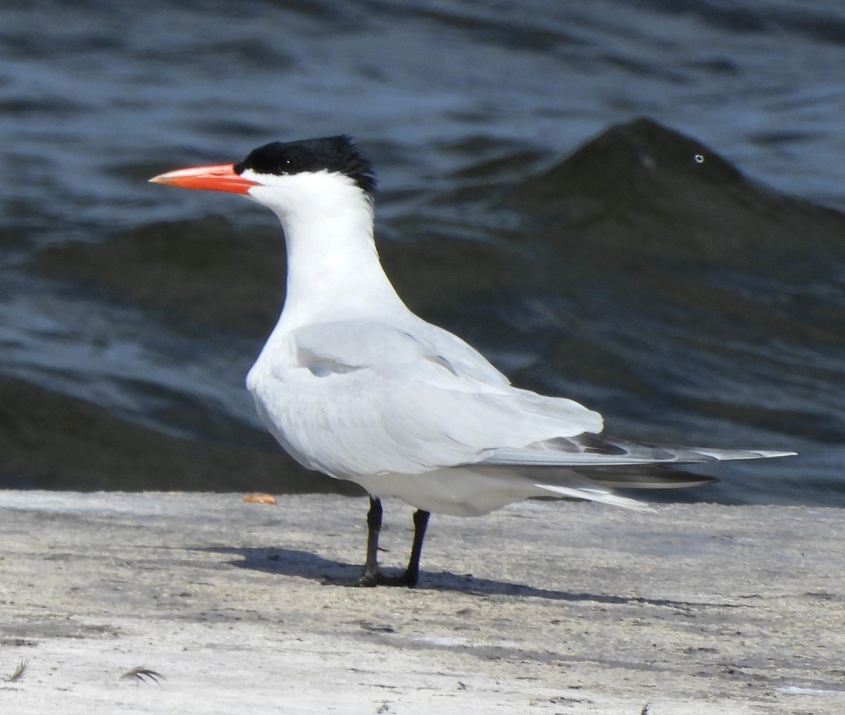 Caspian Tern - ML616901481