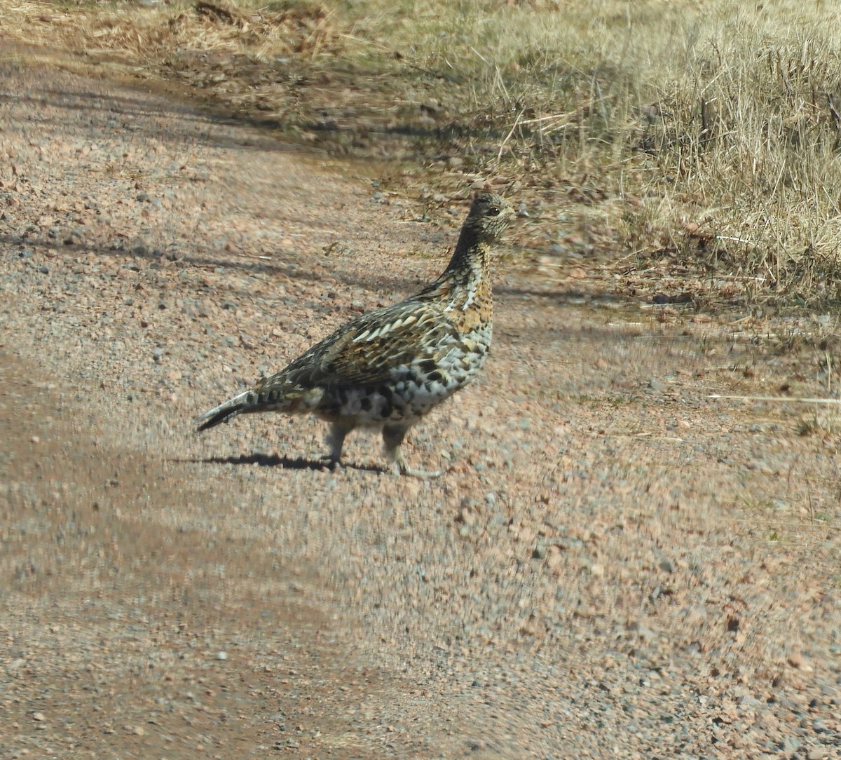 Ruffed Grouse - ML616901500