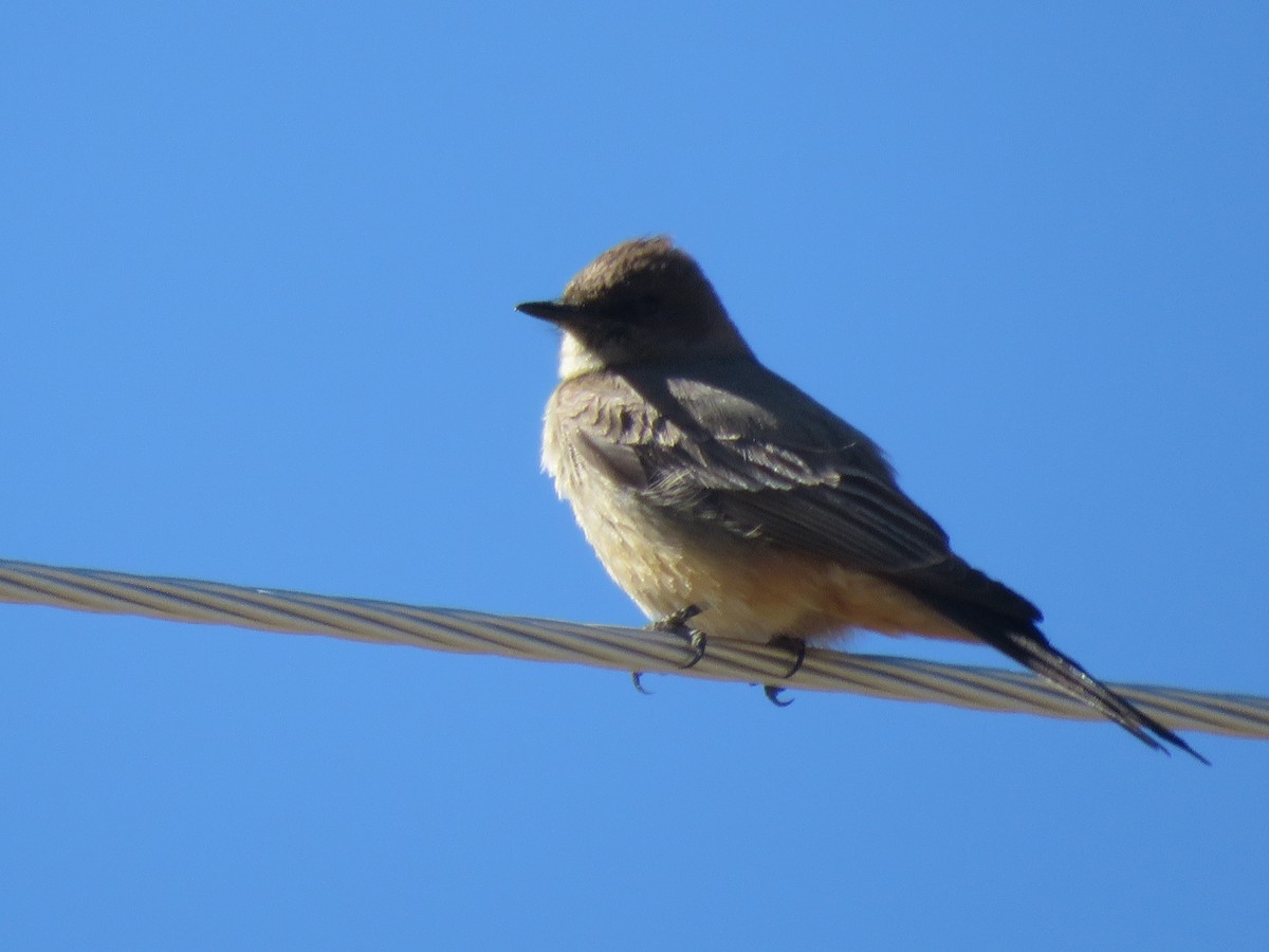 Say's Phoebe - ML616901501