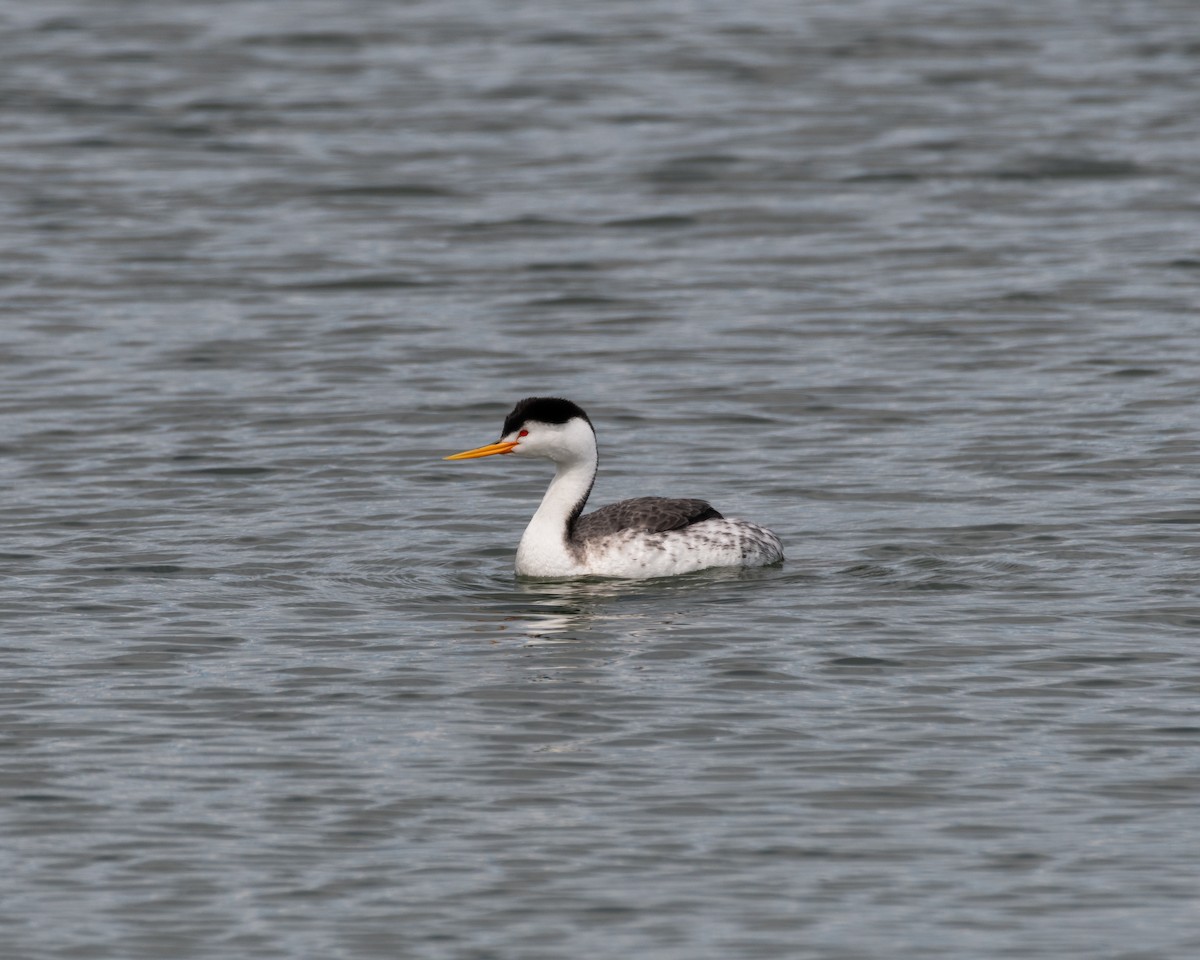 Clark's Grebe - ML616901526