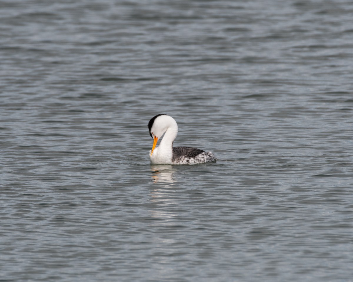 Clark's Grebe - ML616901528