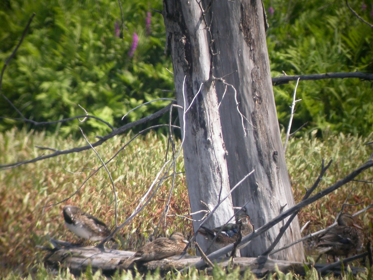 Wood Duck - ML616901535