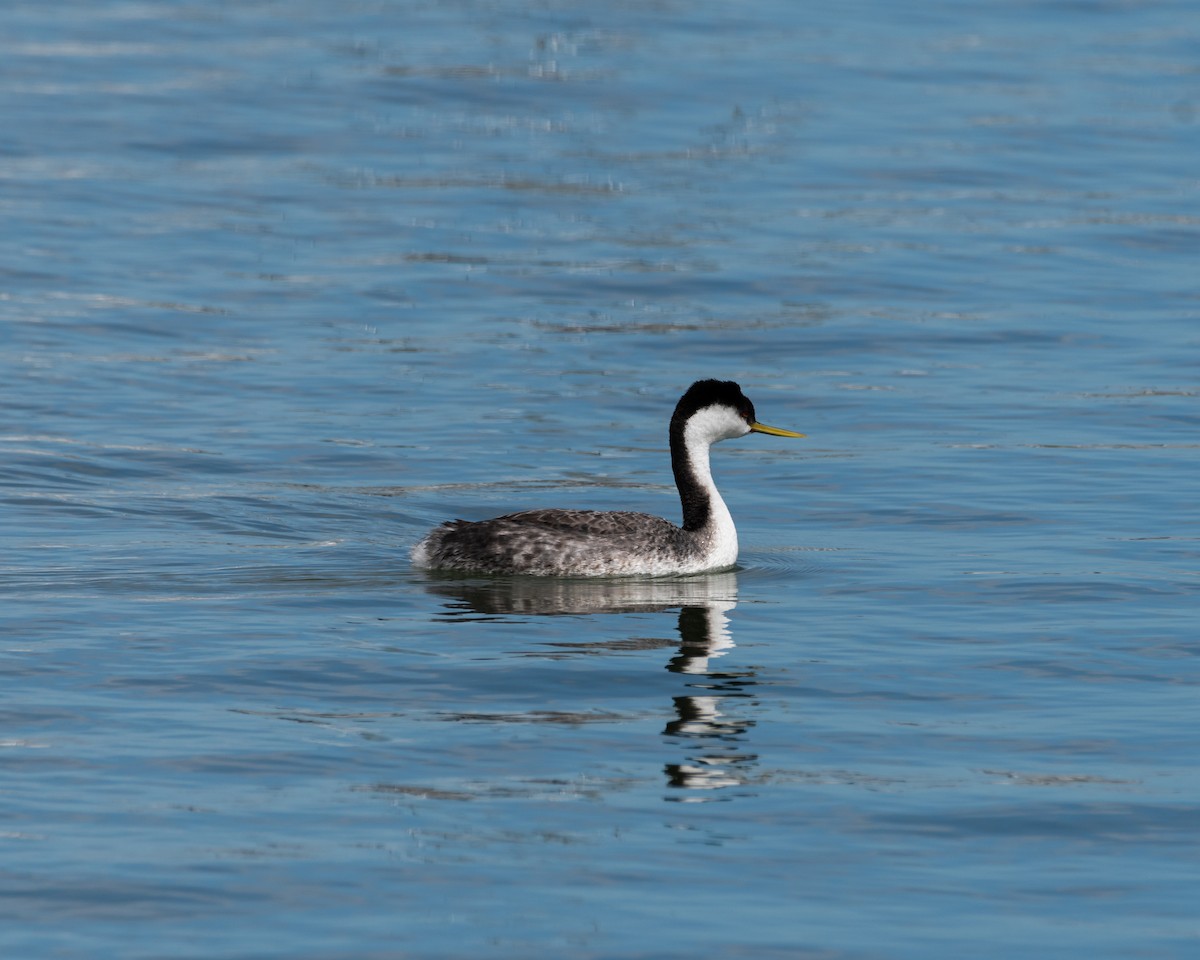 Western Grebe - ML616901543