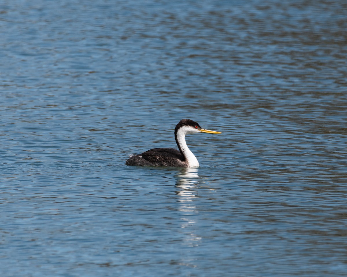 Western Grebe - ML616901546