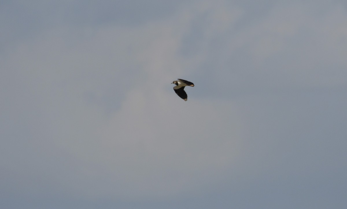 Northern Lapwing - ML616901552