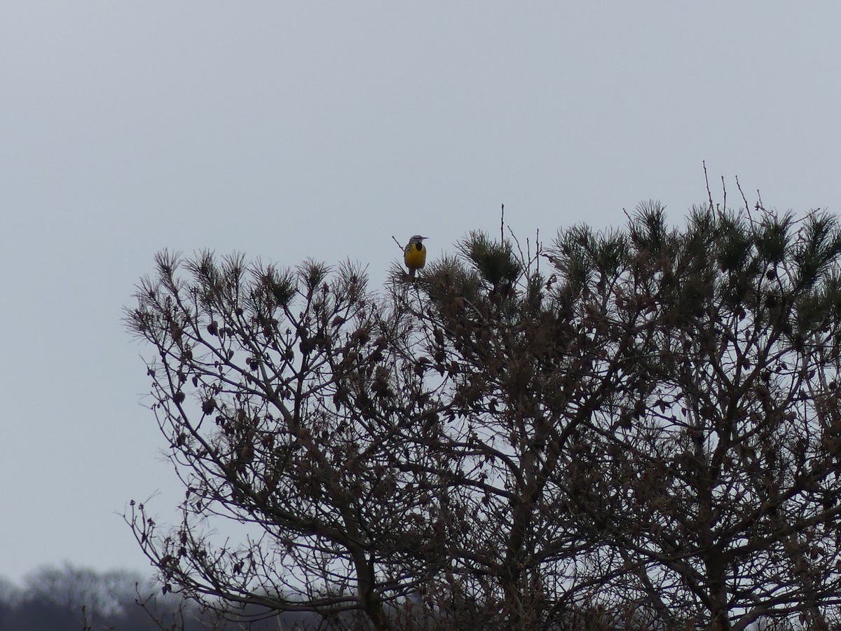 Eastern Meadowlark - Lachlan Ziegler