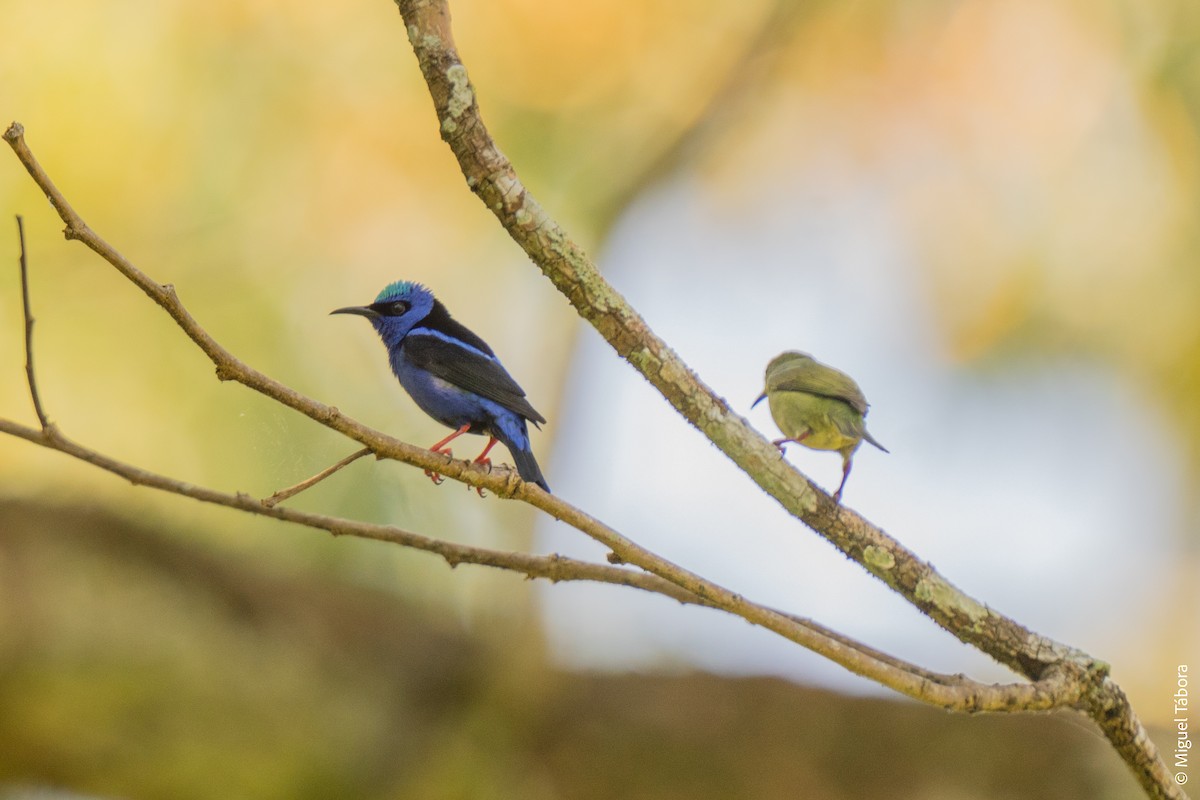 Red-legged Honeycreeper - ML616901571