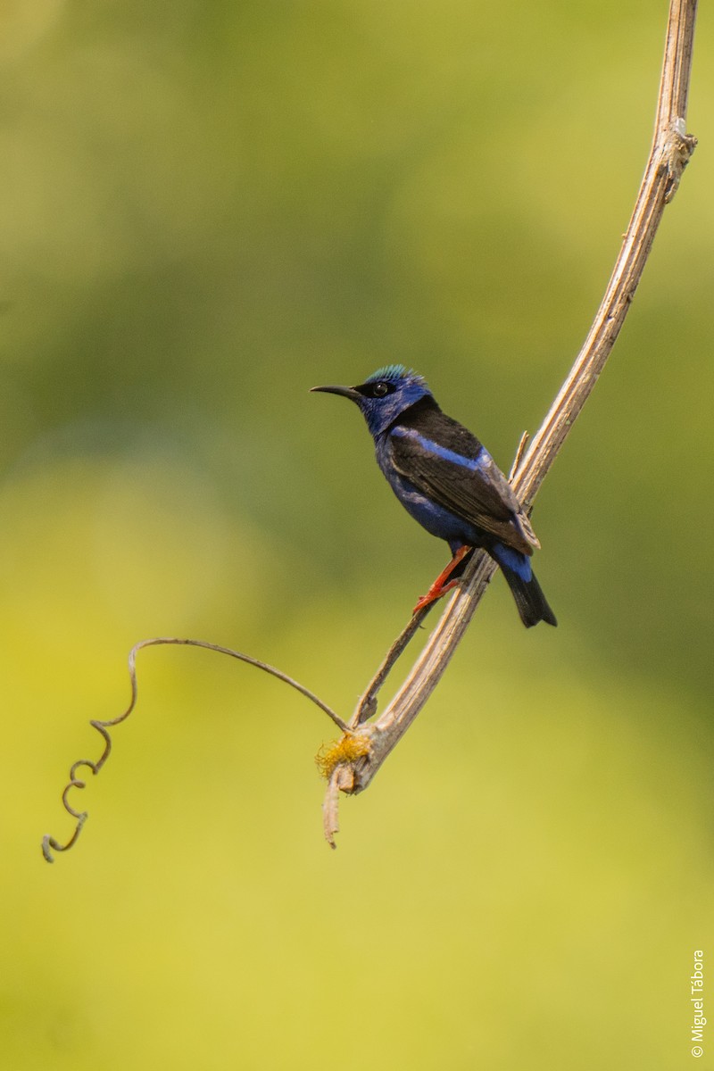 Red-legged Honeycreeper - ML616901575